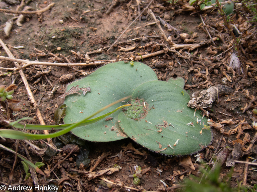 Massonia hirsuta, Eastern Cape, ZA
