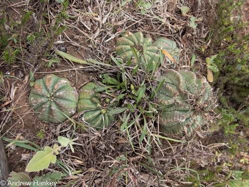 Euphorbia meloformis, photograph 6
