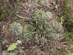 Euphorbia meloformis, photograph (c) Andrew Hankey, some rights reserved (CC BY-SA)