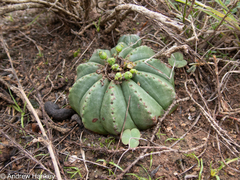 (c) Andrew Hankey, some rights reserved (CC BY-SA) Euphorbia meloformis, photograph (c) Andrew Hankey, some rights reserved (CC BY-SA)