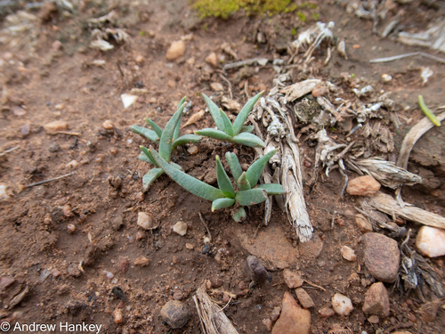 Bergeranthus multiceps, photograph 5