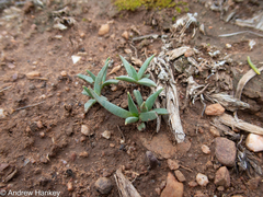 Bergeranthus multiceps, photograph (c) Andrew Hankey, some rights reserved (CC BY-SA)