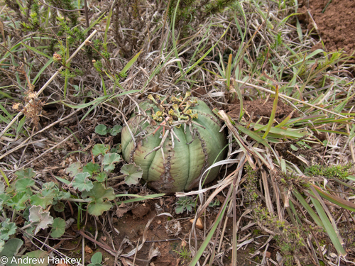 Euphorbia meloformis, photograph 2