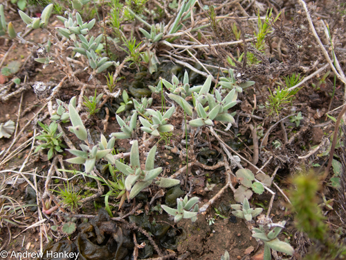 Eastern Crownfig (Trichodiadema orientale)