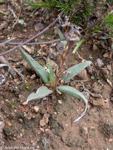 Bergeranthus multiceps, photograph 4