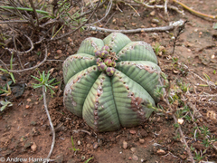 (c) Andrew Hankey, some rights reserved (CC BY-SA) Euphorbia meloformis, photograph (c) Andrew Hankey, some rights reserved (CC BY-SA)