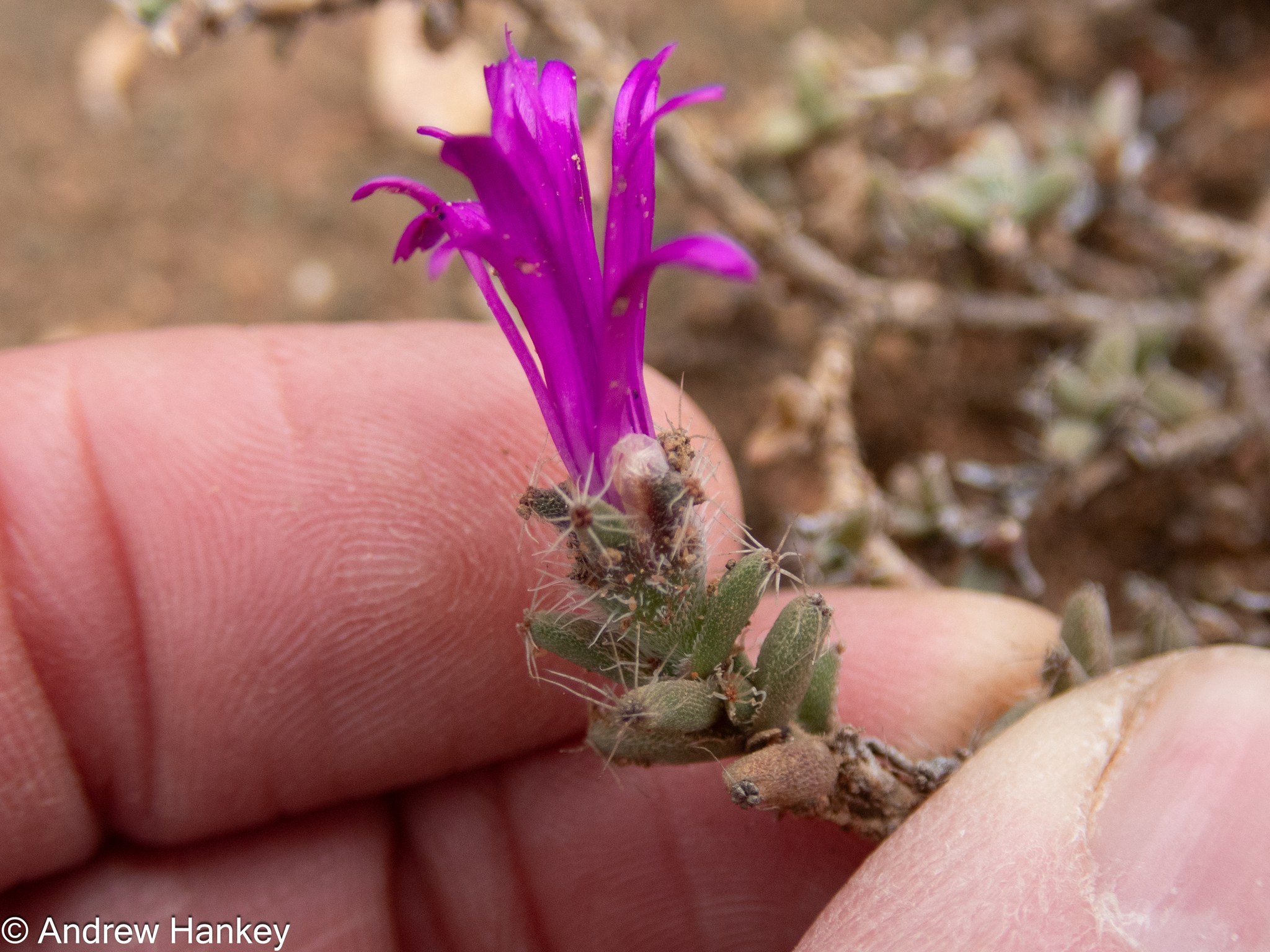 Trichodiadema bulbosum 3