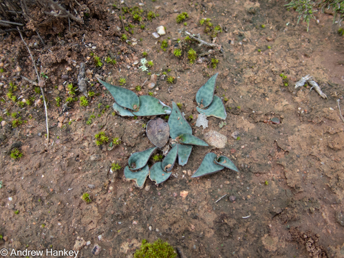Ledebouria coriacea