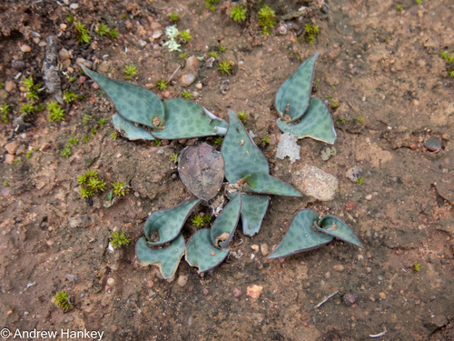 Ledebouria coriacea