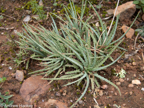 Aloe bowiea, photograph 2