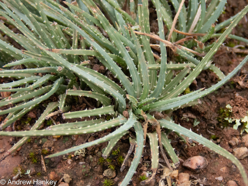 Aloe bowiea, photograph 3