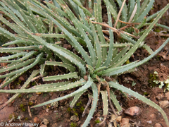Aloe bowiea, photograph (c) Andrew Hankey, some rights reserved (CC BY-SA)