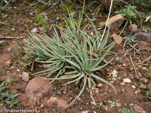 Aloe bowiea, photograph 4