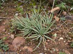 Aloe bowiea, photograph (c) Andrew Hankey, some rights reserved (CC BY-SA)