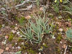 Aloe bowiea, photograph (c) Andrew Hankey, some rights reserved (CC BY-SA)