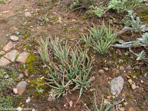 Aloe bowiea, photograph 1
