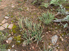 Aloe bowiea, photograph (c) Andrew Hankey, some rights reserved (CC BY-SA)