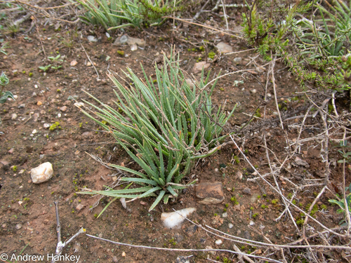 Aloe bowiea, photograph 6