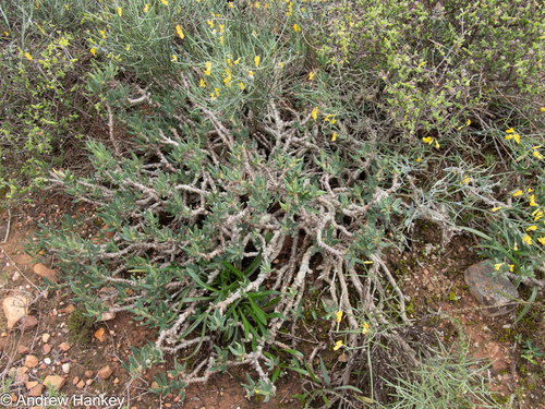 Pachypodium bispinosum