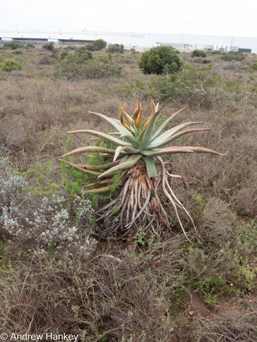 Uitenhage aloe (Aloe africana)