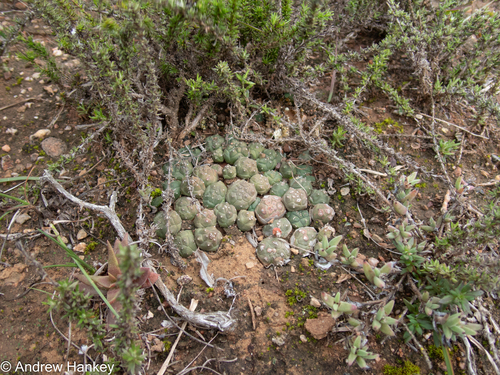 Euphorbia globosa, photograph 4
