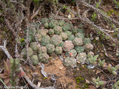 Euphorbia globosa, photograph 5