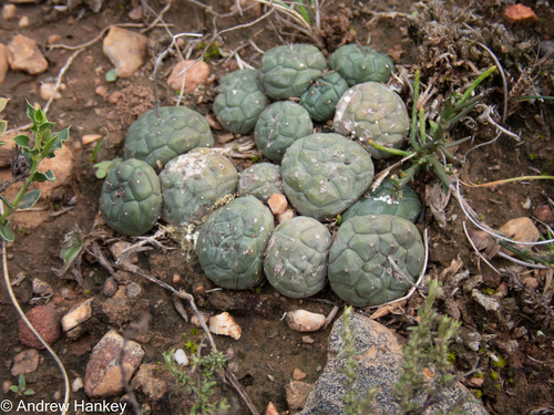 Euphorbia globosa, photograph 3