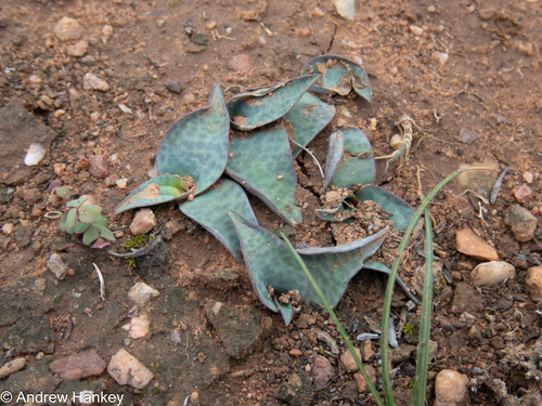 Ledebouria coriacea
