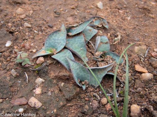 Ledebouria coriacea