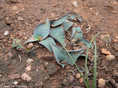 Ledebouria coriacea