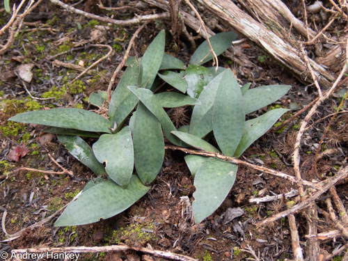 Ledebouria coriacea