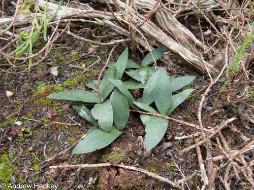 Ledebouria coriacea