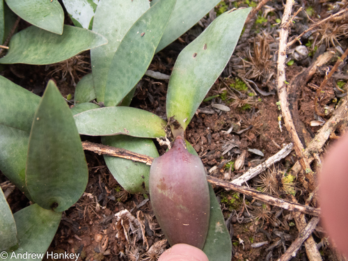 Ledebouria coriacea
