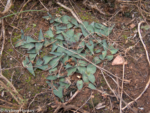 Ledebouria coriacea