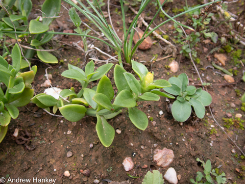 Mesembryanthemum haeckelianum A.Berger 3