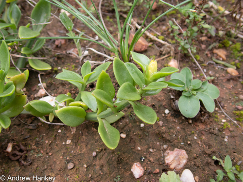Mesembryanthemum haeckelianum A.Berger 2