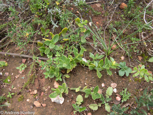Mesembryanthemum haeckelianum