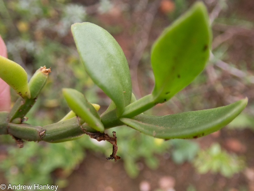 Mesembryanthemum haeckelianum