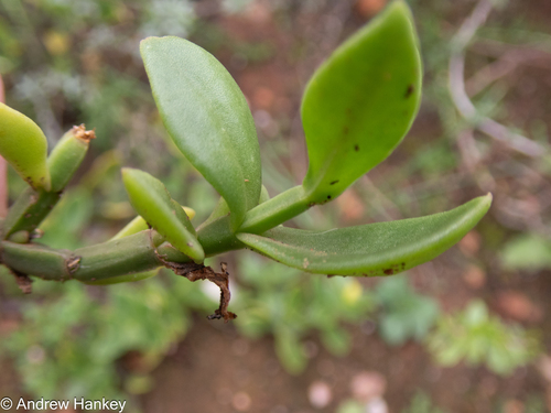 Mesembryanthemum haeckelianum
