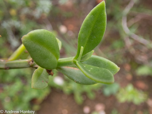 Mesembryanthemum haeckelianum
