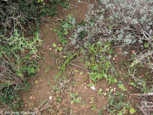 Mesembryanthemum haeckelianum