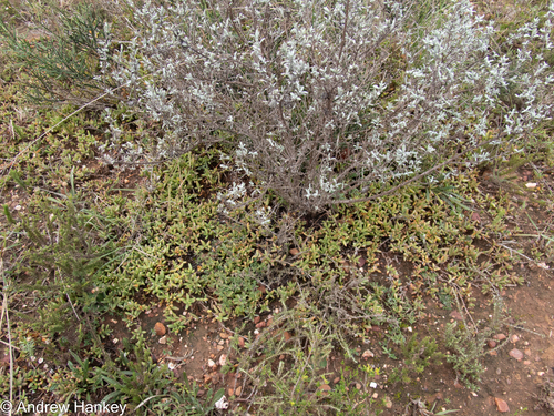 Albany Sheepfig (Delosperma hollandii)