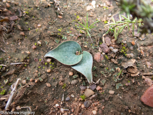 leather-leaved African hyacinth (Ledebouria coriacea)