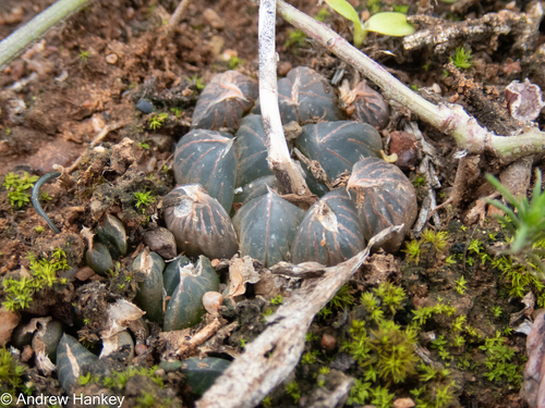 Haworthia cooperi