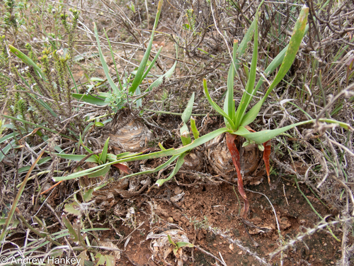 Albuca tortuosa