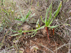 Albuca tortuosa