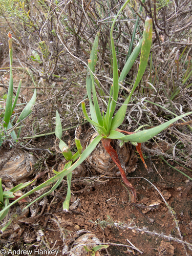 Albuca tortuosa
