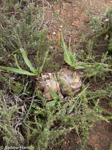 Albuca tortuosa