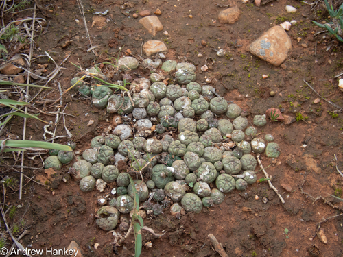 Euphorbia globosa, photograph 2