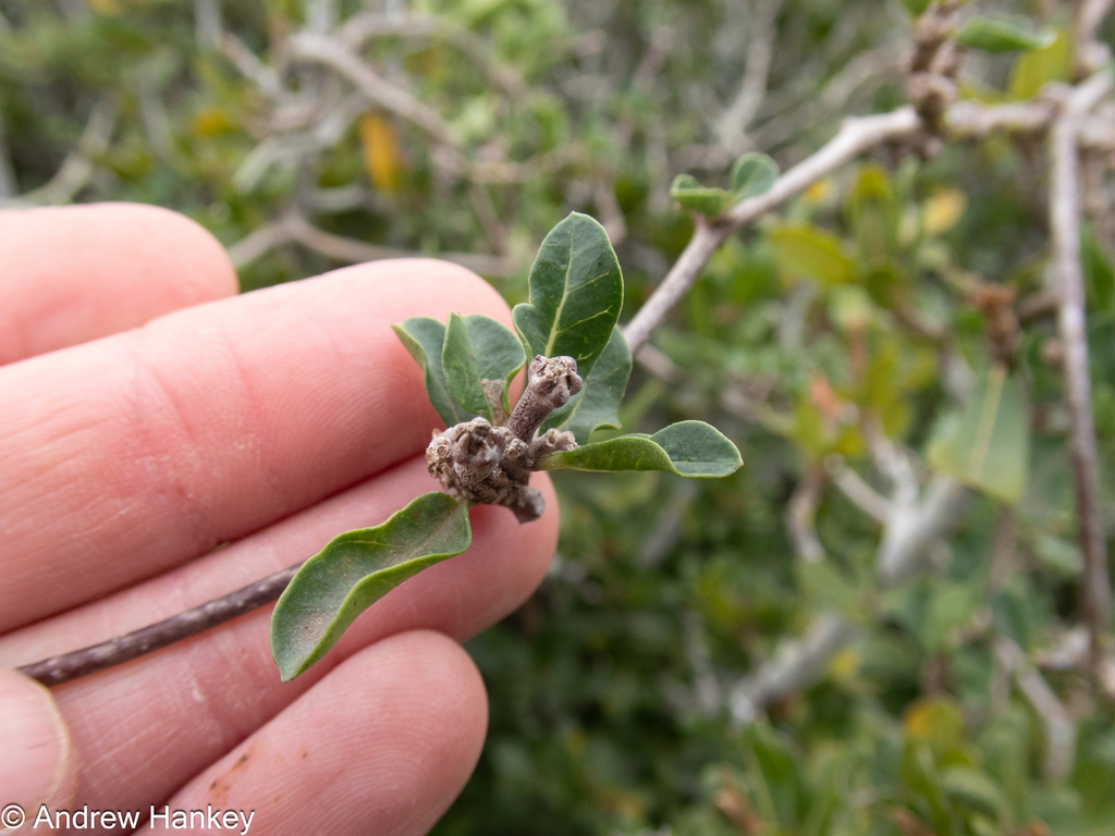 Chymocormus edulis (Thunb.) Harv. 2